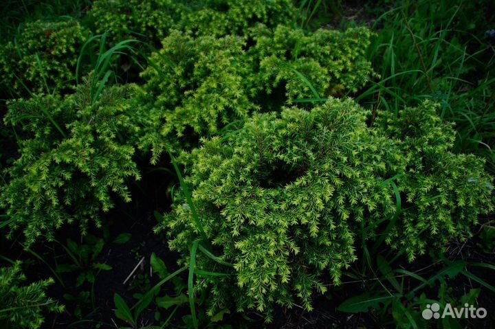 Тсуга Канадская Эдделох