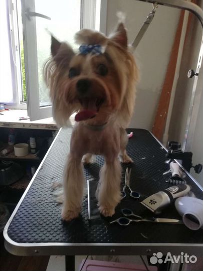 Грумминг собак