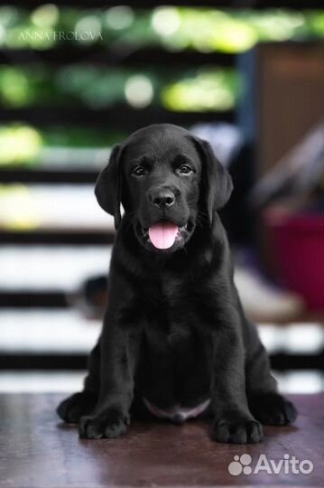 Щенки лабрадора