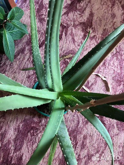 Алоэ, каланхоэ