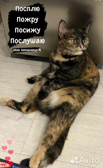 Кошка Маруся