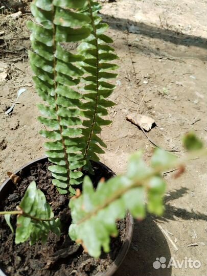 Папоротник