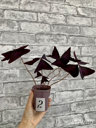 Цветок Оксалис, в народе «доброе утро», «кислица»