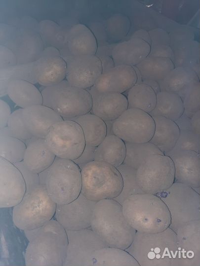 Семенной картофель