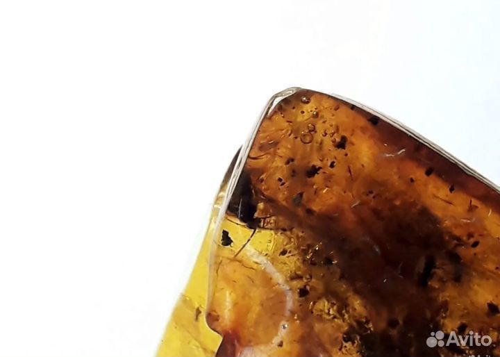 Янтарь с насекомыми