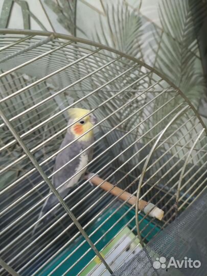 Попугай корелла мальчик