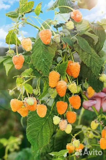 Рассада ремонтантной малины желтой и красной