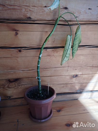 Продам - Диффенбахия 120 см, 60 см, торг