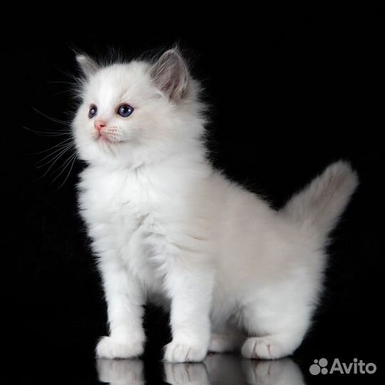 Котята рэгдолл