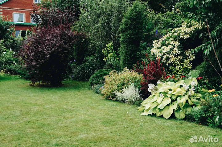 Декоративные кустарники и деревья