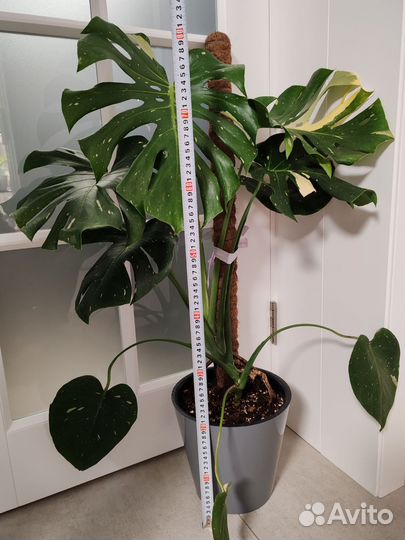 Монстера Тайское созвездие