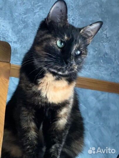 Самая ласковая трехцветная кошка ждет 2 года