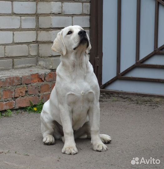 Щенки лабрадора