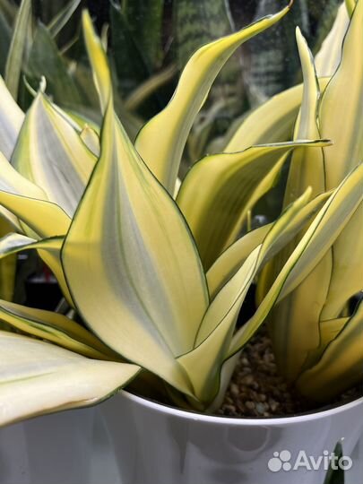 Сансивиерия Сплеш муншайн вар