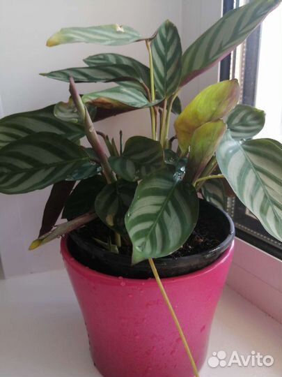 Цветы комнатные