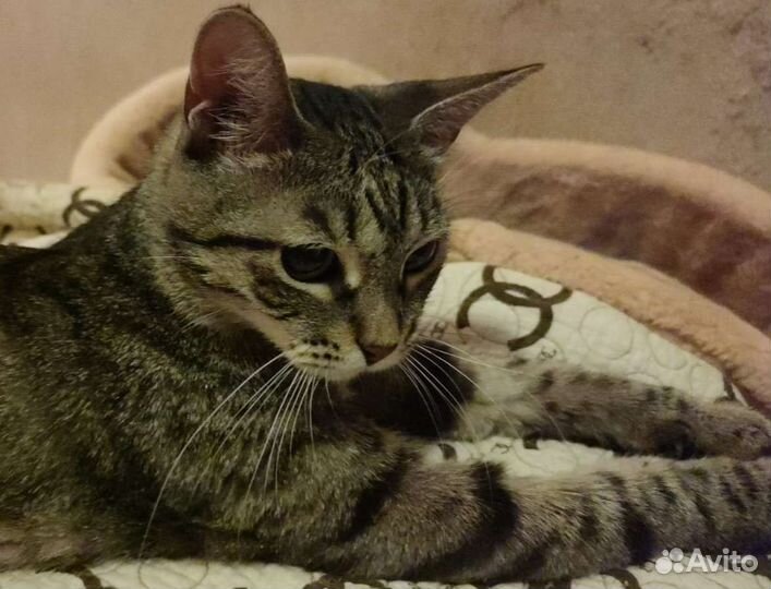 Кошечка 1 годик