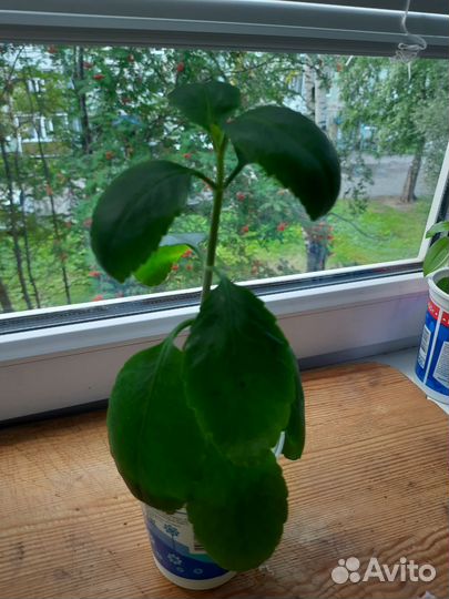 Комнатные цветы