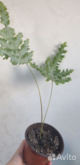 Папоротник флебодиум