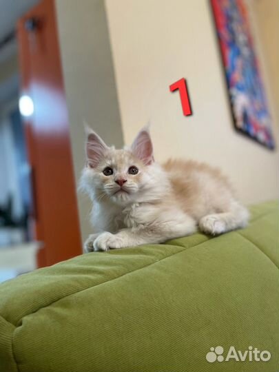 Котята мейн-кун