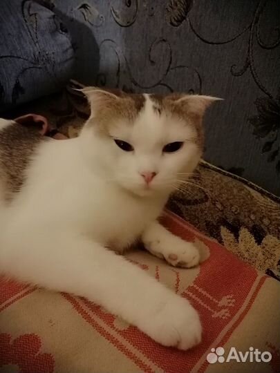 Найдена вислоухая кошка