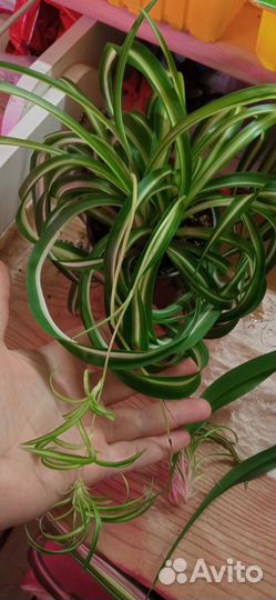 Хлорофитумы три сорта