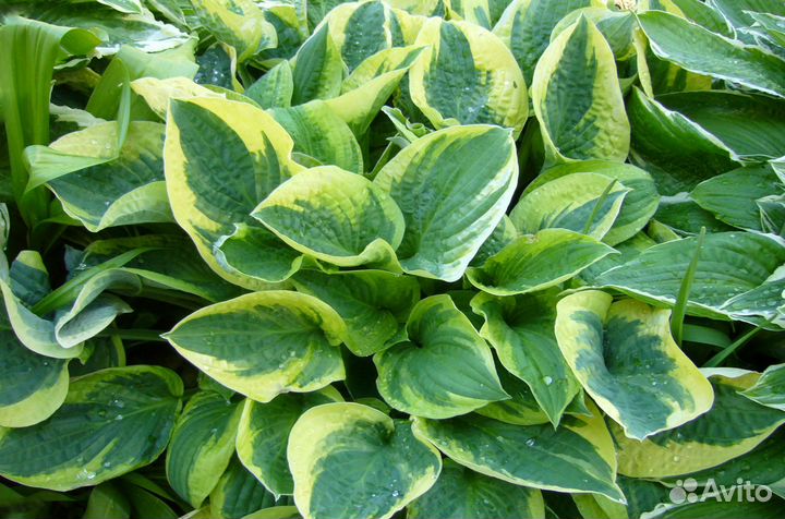 Хосты,эхинацея,монарда