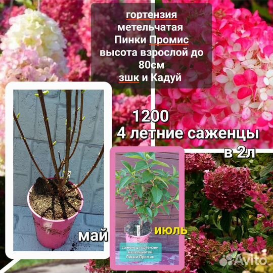 Растения для сада гортензии