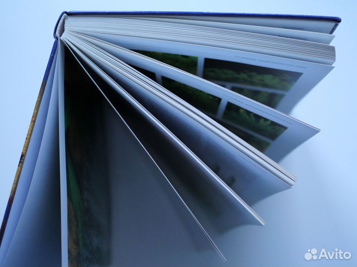 Аквариум и его обитатели