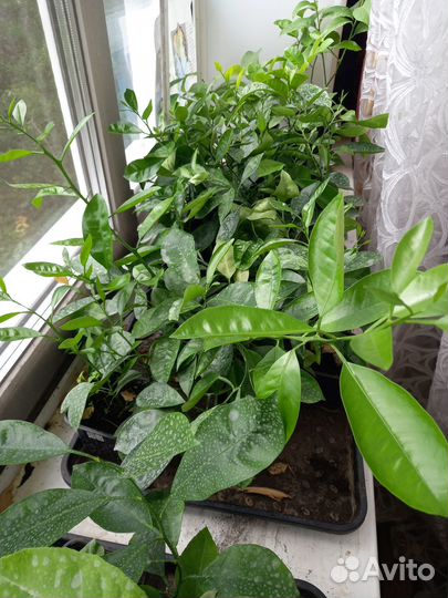 Саженцы лимонов,каламандинов