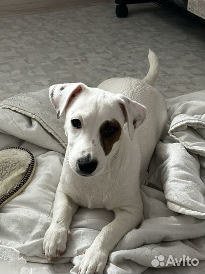 Джек Рассел терьер