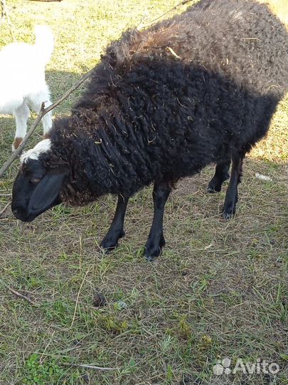 Продам баранов