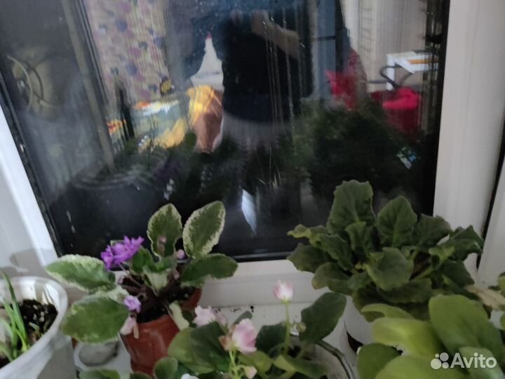 Фиалки в горшках