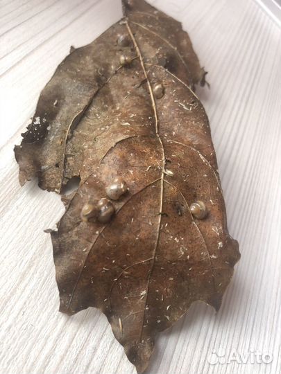 Улитята Ахатины