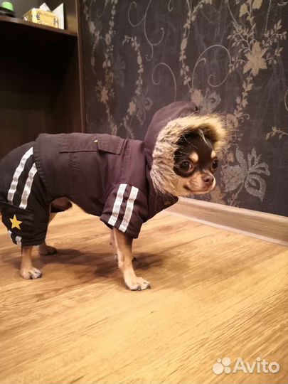 Комбинезон для собаки S