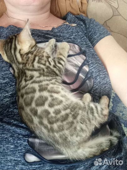 Бенгальская