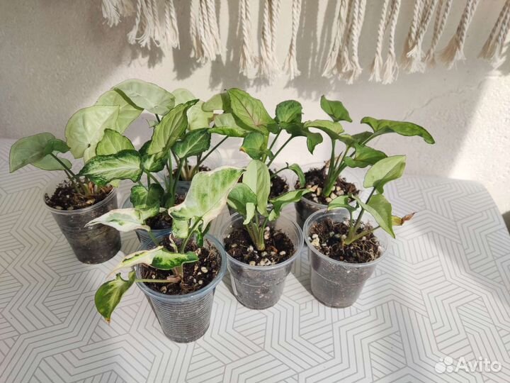 Сингониуми мини