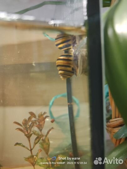 Улитки спикси