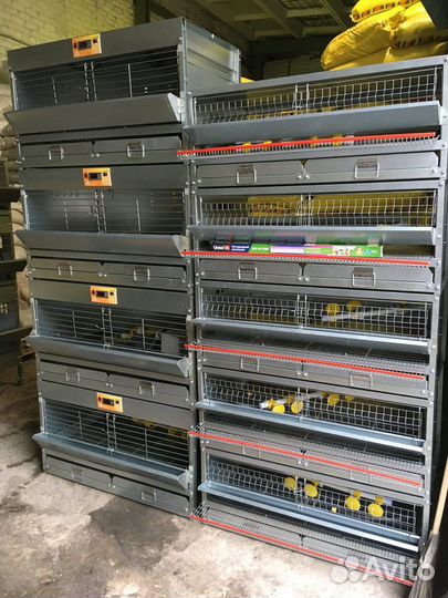 Клетка для перепелов