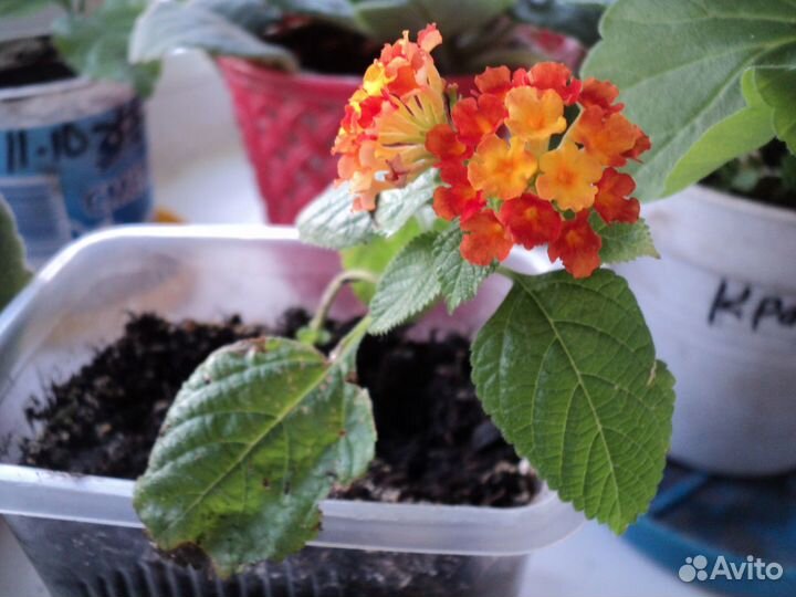 Комнатные цветы Лантана от моли