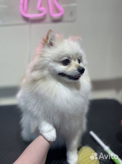 Стрижка собак