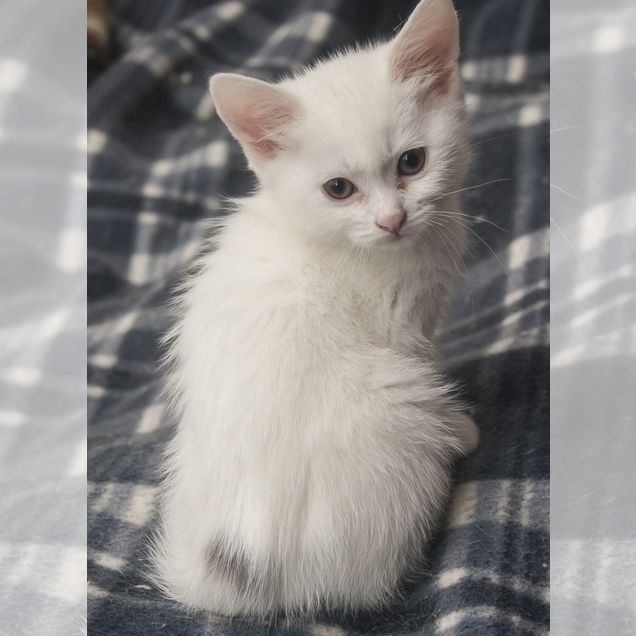 Турецкая ангора котёнок