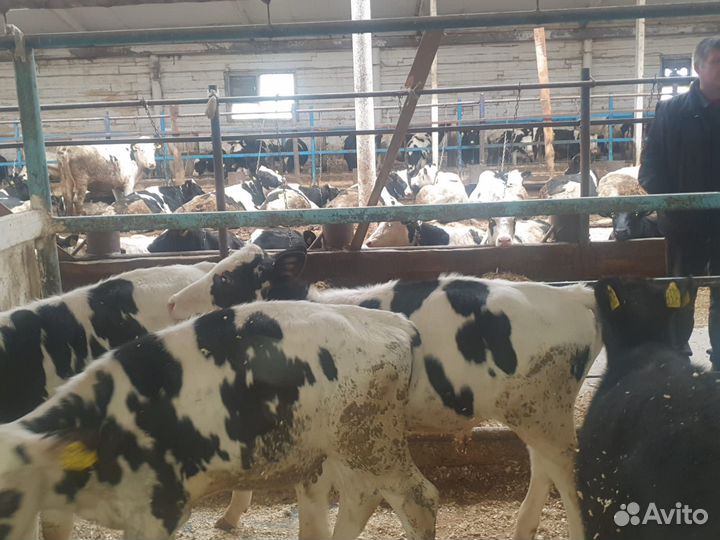 Бычки и быки мясного направления