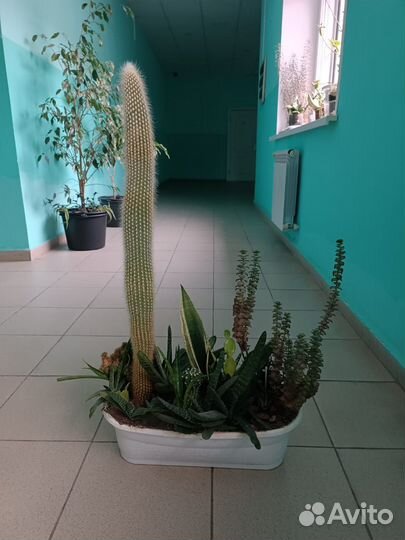 Комнатные растения