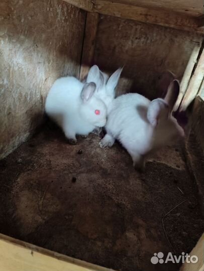 Кролики мясных пород