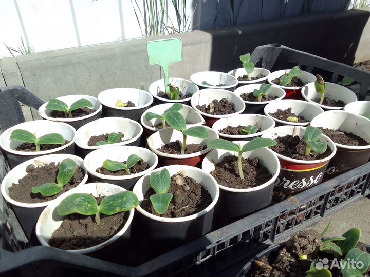 Продаю рассаду