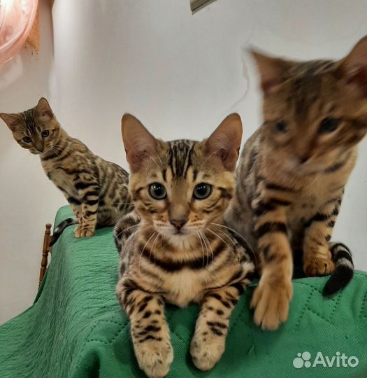 Бенгальские котята