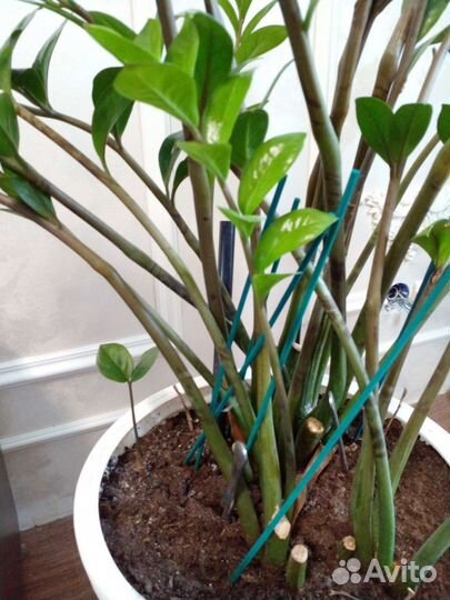 Комнатные цветы