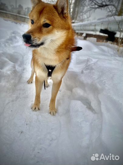 Вязка Сиба Ину