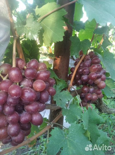 Саженцы винограда