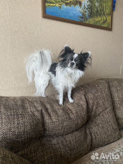 Вязка кобель чихуахуа